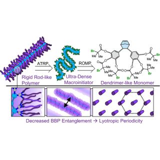 (a) Biomacromolecular networks are fibrous and semiflexible architectures composed of anisotropic constituents, such as tropocollagen, which demonstrates lyotropic liquid crystalline (LC) behavior that underpins its biological self-assembly. (b) Common bottlebrush polymers are characterized by random coil conformations in solution, preventing their use as LC biomacromolecule surrogates. (c) Ultradensely grafted BBP reported in this study shows unprecedented rodlike character and lyotropic ordering