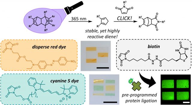 The light-induced deprotection of a stable, yet highly reactive diene enables spatially controlled click reactions post irradiation. This 2-step approach expands the potential types of molecules which can be patterned in polymer networks.