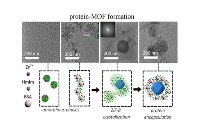 Schematic of protein-MOF Formation