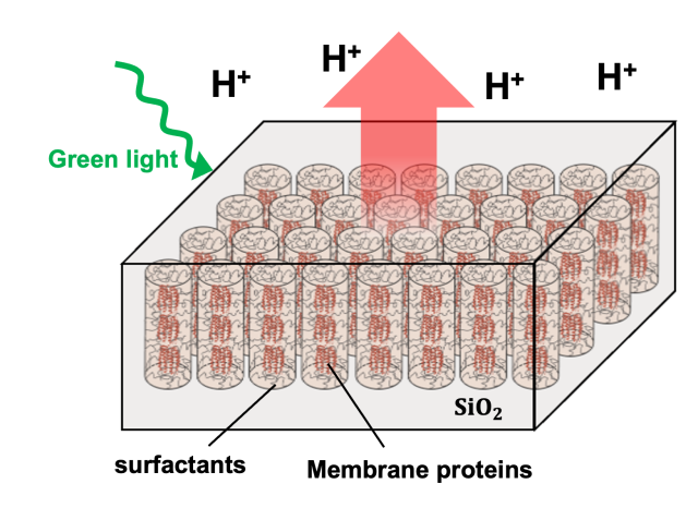 Schematic of Light-Triggered Proteins in a Membrane