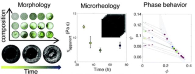 Pdf Active Microrheology To Determine Viscoelastic Parameters Of