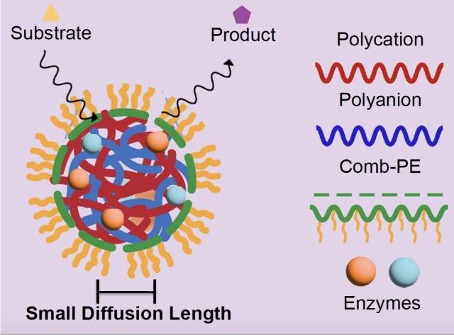 Enzyme catalysis in a synthetic protocell