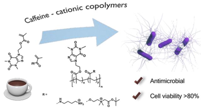 Preparation of caffeine–cationic copolymers displaying antibacterial properties and low cell viability in fibroblasts.