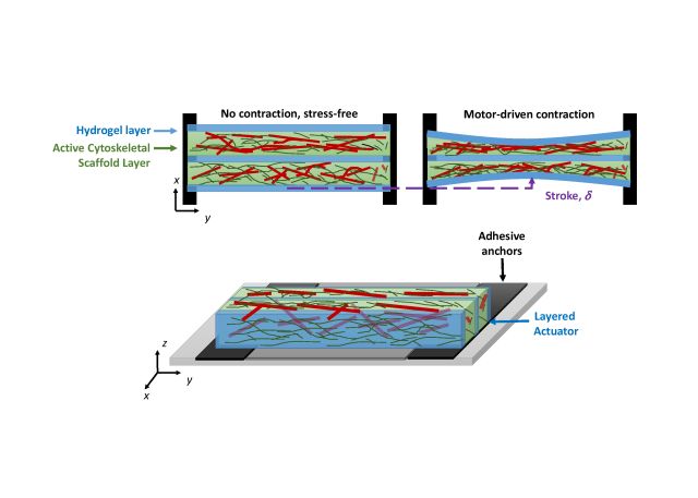 Schematic of hydrogel compression