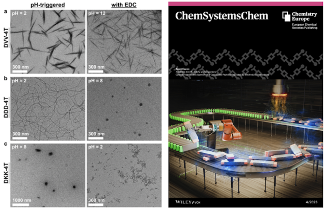 Left: A fuel-driven assembly and disassembly of semiconducting peptides show morphologies that are sequence-dependent and distinct from pH-driven assemblies; Right: Featured cover article in ChemSystemsChem Journal. Article also selected for the Systems Chemistry in the USA special collection and Chemistry Europe Editor’s Choice: Spotlights