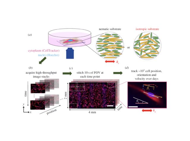 Experimental approach: a) Schematics of the cell placed on a substrate with nematic or isotropic molecular structure. (b,c) A high-throughput automated microscope stage acquires 10 s of images at every time point, which are stitched together to allow reconstruction of 103cell trajectories over the time span of days. The scale bar is 500mm. (d) A close-up image of a single cell. The scale bar is 100mm.