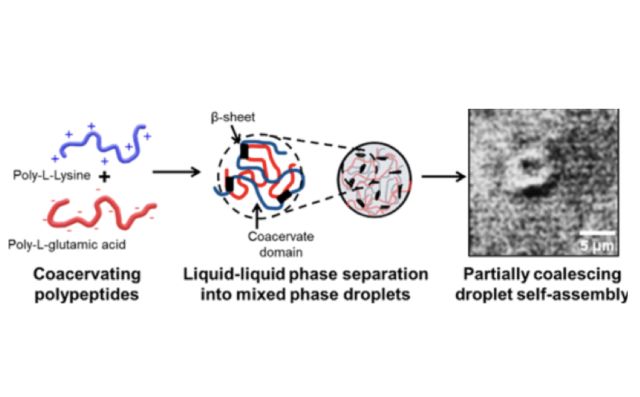 Aqueous mixtures of oppositely charged homochiral polypeptides reveal unexpectedly diverse morphologies at high polypeptide concentration and ionic strength.
