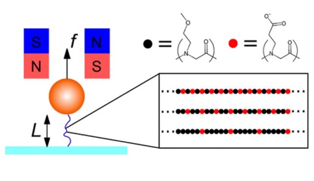 Single-molecule stretching experiments investigate how the force(f) –extension (L) relationship is affected by the spacing of charges on the polypeptoid conformation. Sequences contain 2 types of monomers: hydrophilic and uncharged N-methoxyethyl (Nme) glycine (black circle), and negatively charged Nce glycine (red circle).