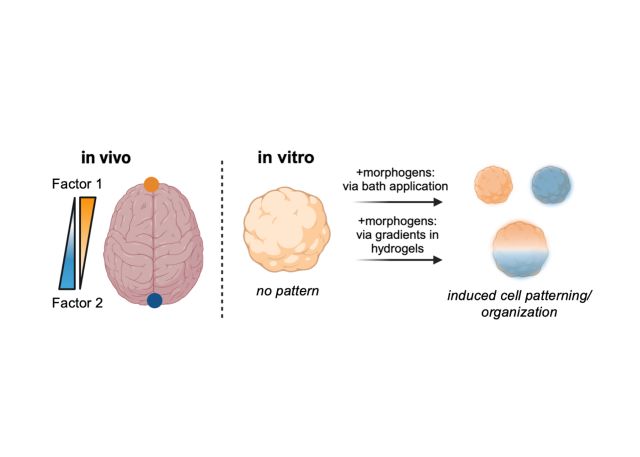 Graphical Abstract
