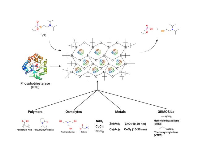 Graphical Abstract