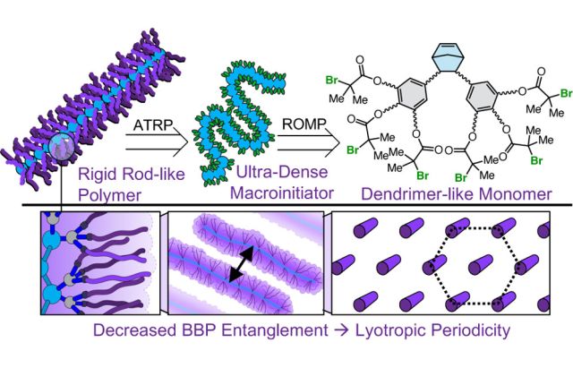 (a) Biomacromolecular networks are fibrous and semiflexible architectures composed of anisotropic constituents, such as tropocollagen, which demonstrates lyotropic liquid crystalline (LC) behavior that underpins its biological self-assembly. (b) Common bottlebrush polymers are characterized by random coil conformations in solution, preventing their use as LC biomacromolecule surrogates. (c) Ultradensely grafted BBP reported in this study shows unprecedented rodlike character and lyotropic ordering