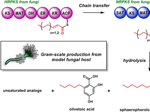 Proposed biosynthetic pathway of olivetolic acid and its analogs
