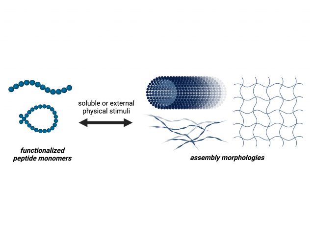 Assembly morphologies from functionalized monomers