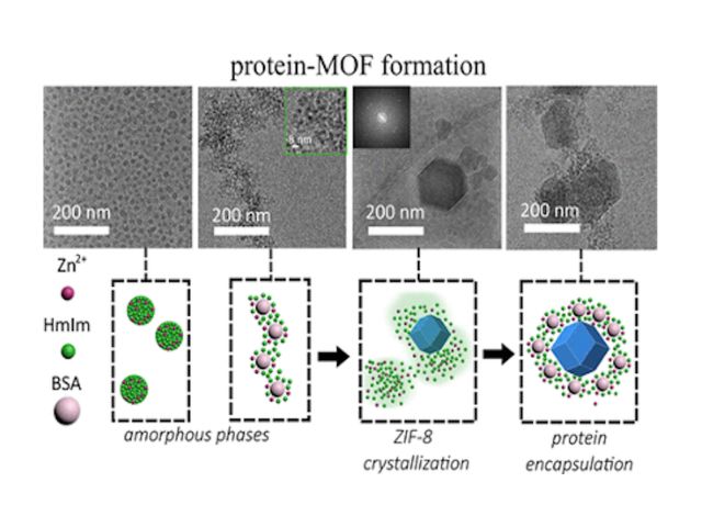 Schematic of protein-MOF Formation