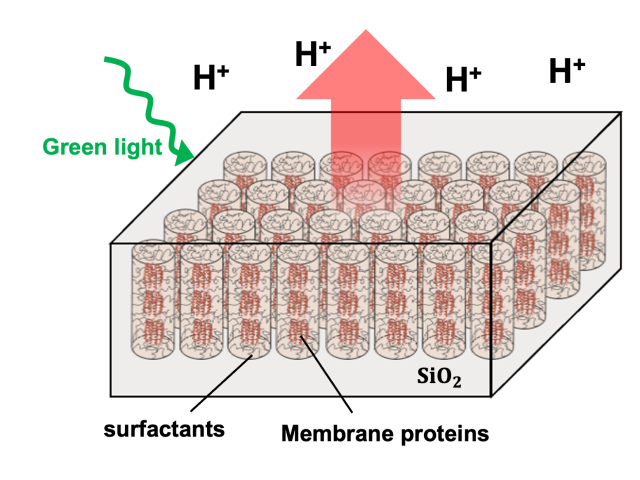 Schematic of Light-Triggered Proteins in a Membrane