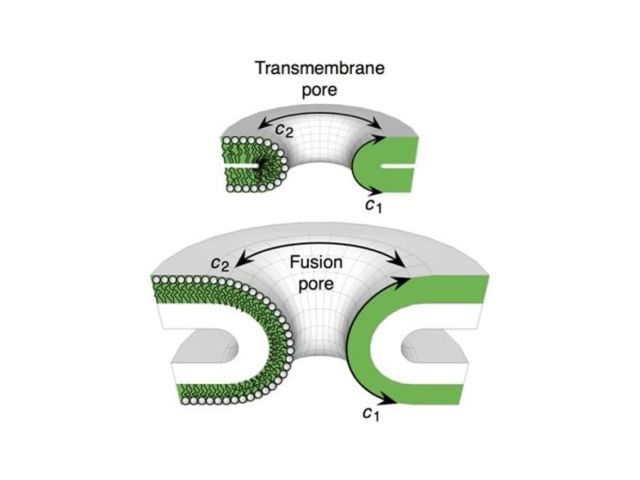 Schematic of membrane pores