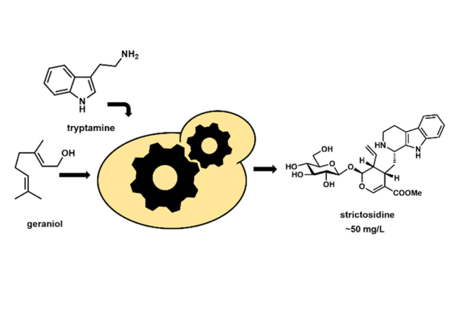 Engineered yeast enables biosynthesis of strictosidine from commodity chemicals