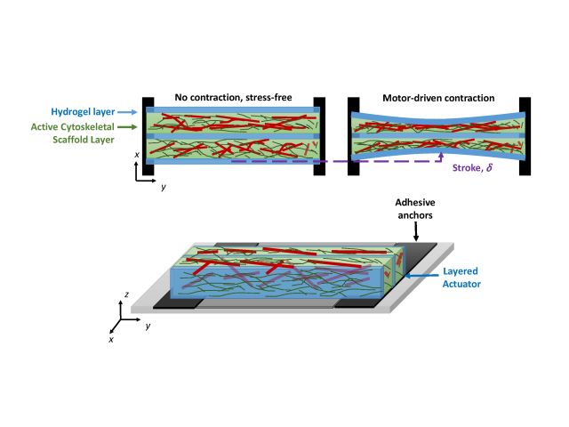 Schematic of hydrogel compression