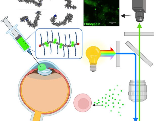 Fluorescein-functionalized copolymers as injectable fluorescent viscoelastics (FluoVs) for ocular and bioimaging applications.