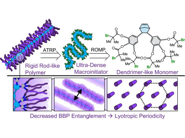 (a) Biomacromolecular networks are fibrous and semiflexible architectures composed of anisotropic constituents, such as tropocollagen, which demonstrates lyotropic liquid crystalline (LC) behavior that underpins its biological self-assembly. (b) Common bottlebrush polymers are characterized by random coil conformations in solution, preventing their use as LC biomacromolecule surrogates. (c) Ultradensely grafted BBP reported in this study shows unprecedented rodlike character and lyotropic ordering