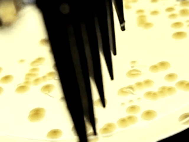 Pikolo colony picker