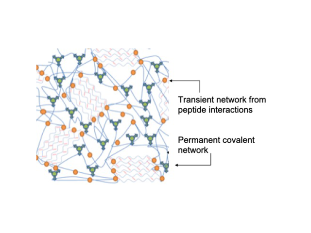 BPE084 Graphical Abstract