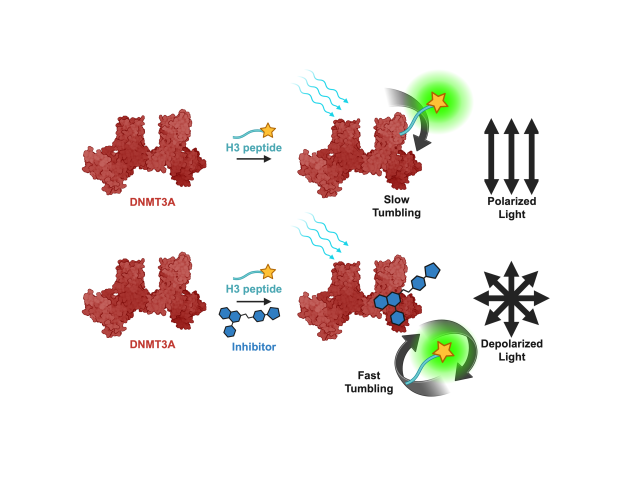 BPL029 Graphical Abstract